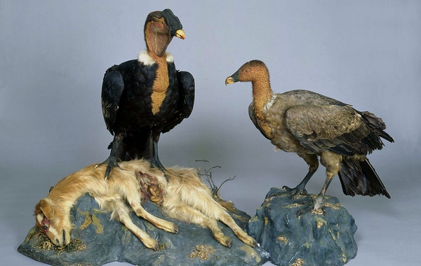 Sua maestÃ  il Condor
