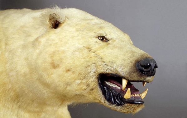 Tutto il mondo in un Museo