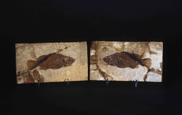 Impronte della vita